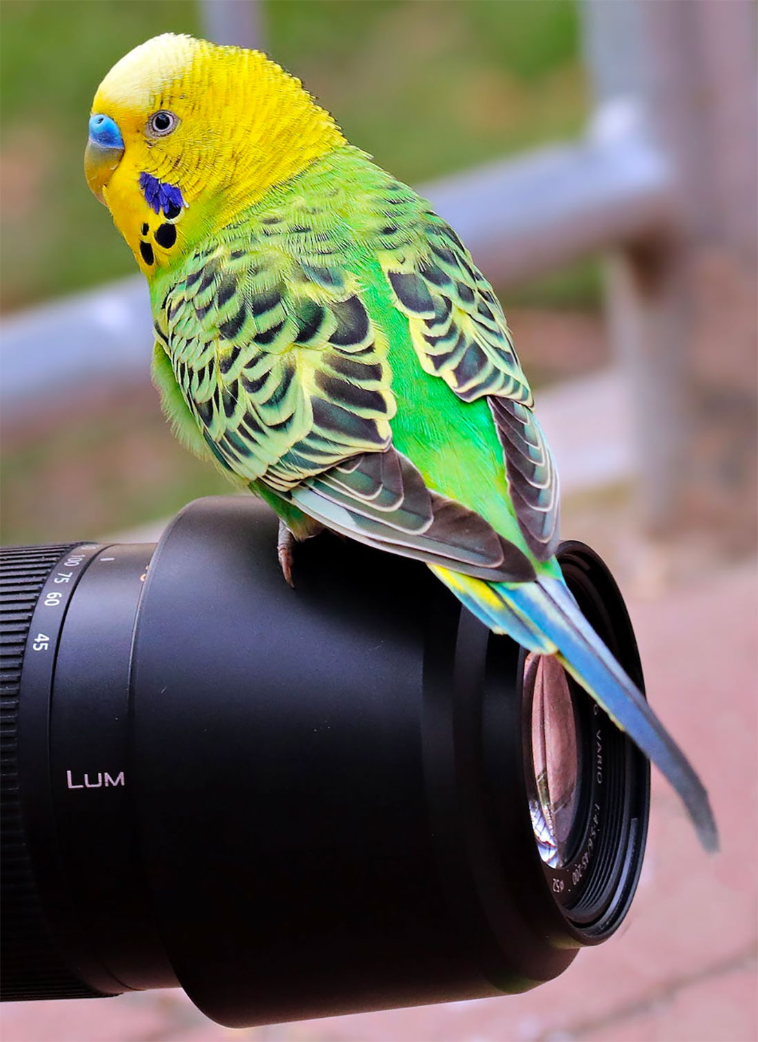 Wildlife Photography: Getting Closer to Nature