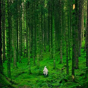 Image Of Man In The Woods